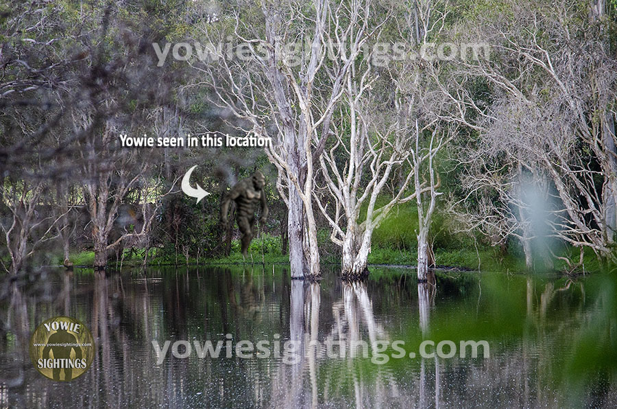 Goomeri Yowie