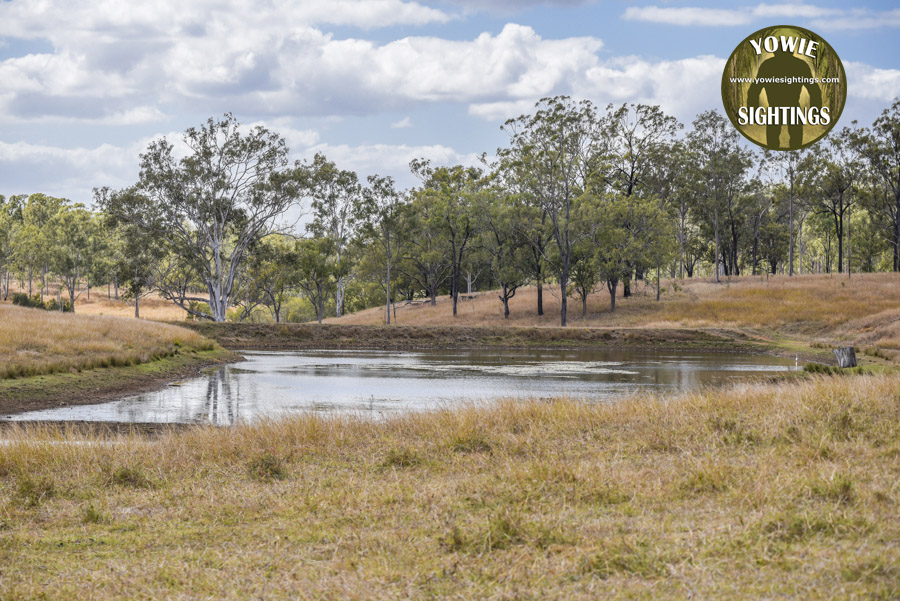 Teebar dam Yowie howls heard